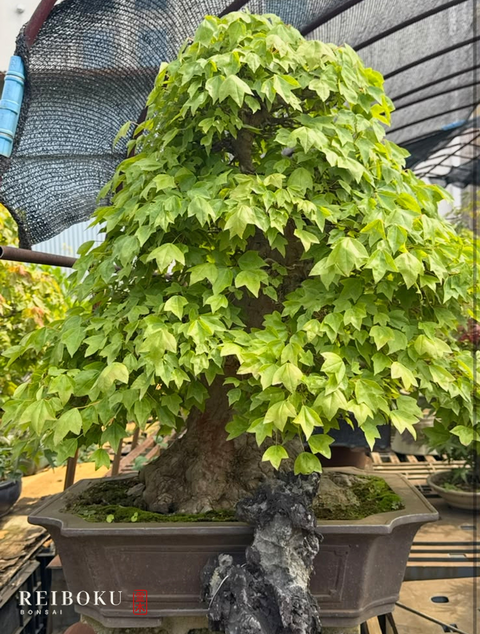 Acer buergerianum (acero tridente) con chioma piena di foglie verdi e tronco largo, in vaso rettangolare