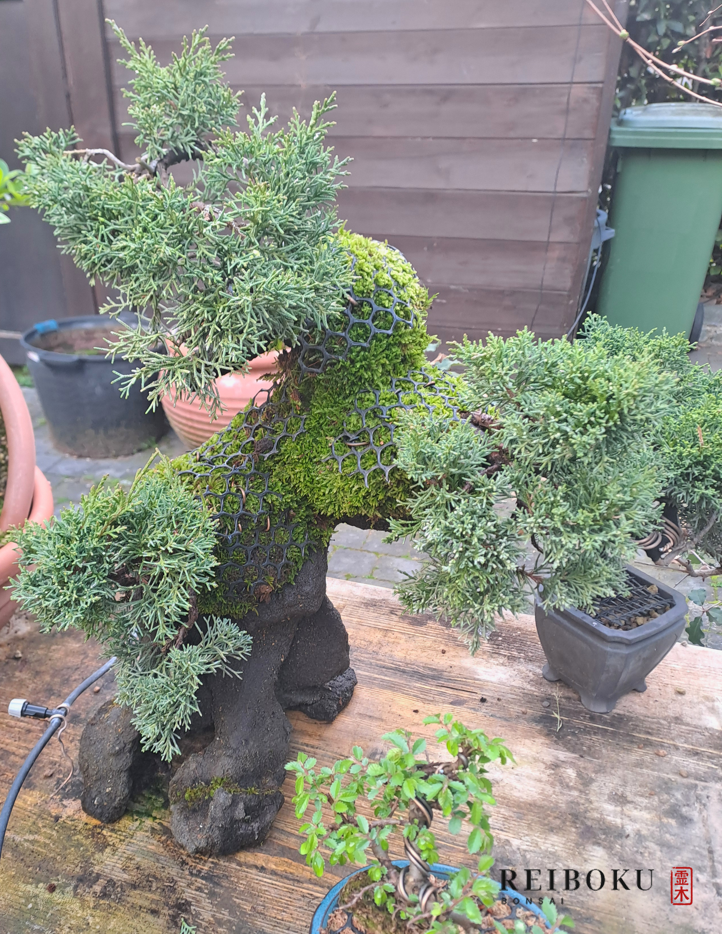 L'ishizuki a marzo 2026, con la vegetazione cresciuta