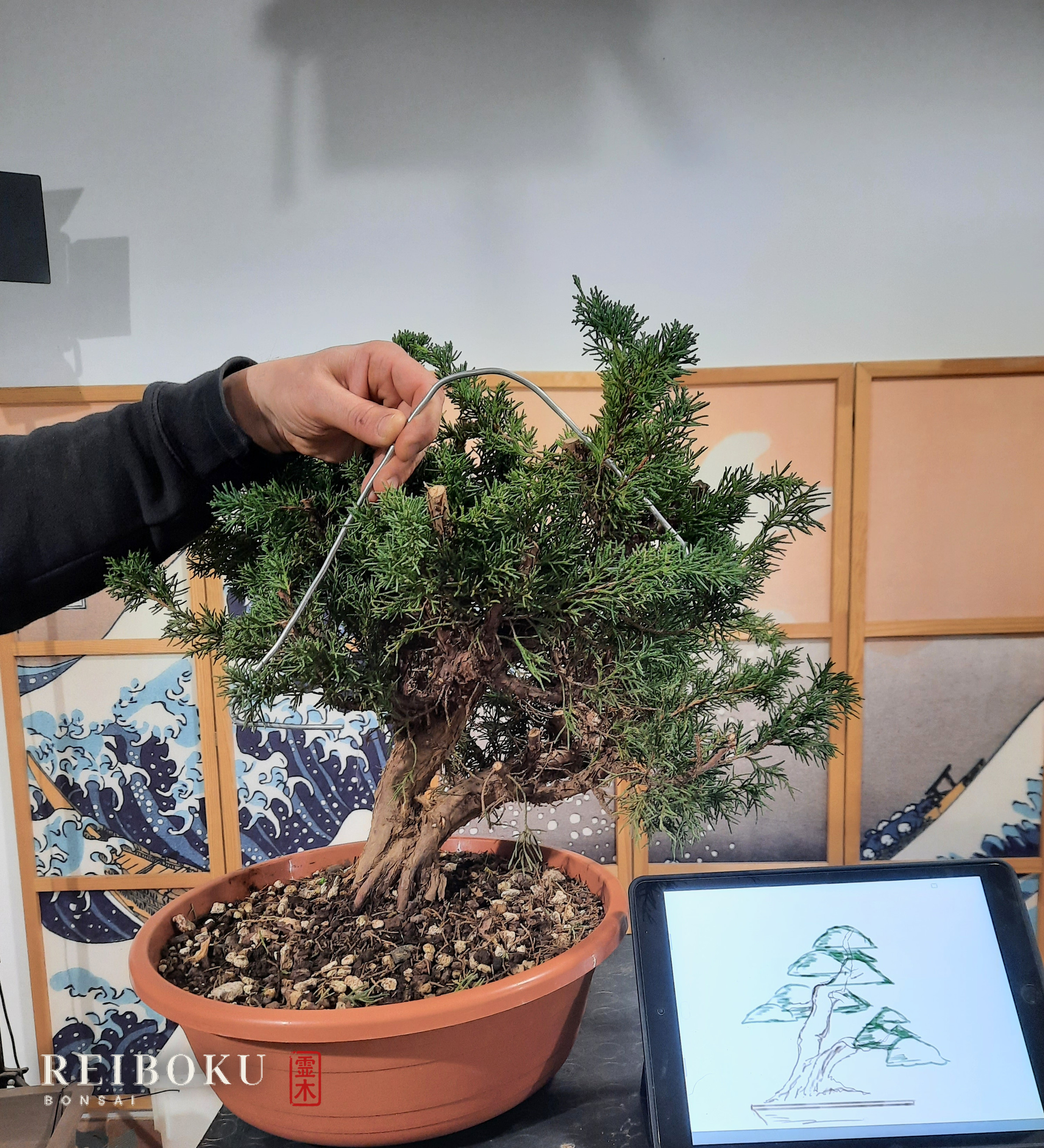 Il ginepro Kishu a marzo 2022, accanto al disegno del progetto