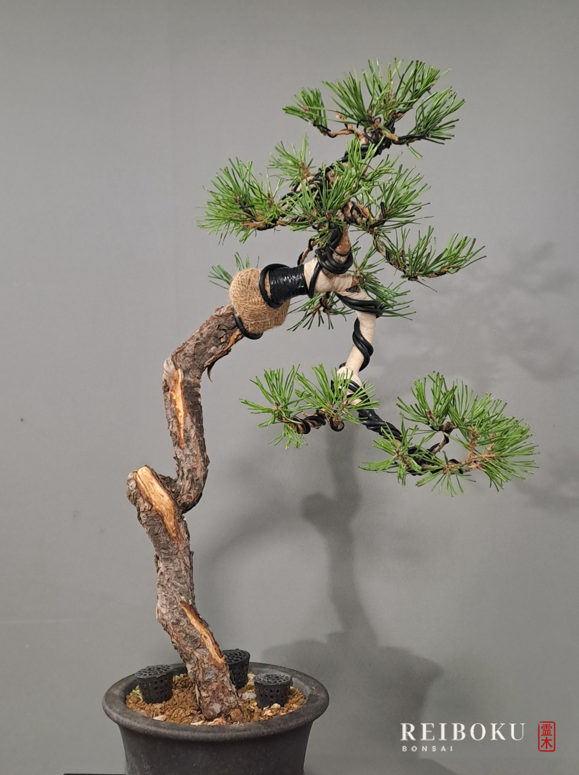 Pinus sylvestris in stile bunjin appena impostato: tronco sottile e sinuoso, rami filati con vegetazione in alto